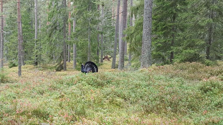 Spelande tjädertupp. Foto: Länsstyrelsen i Västra Götaland