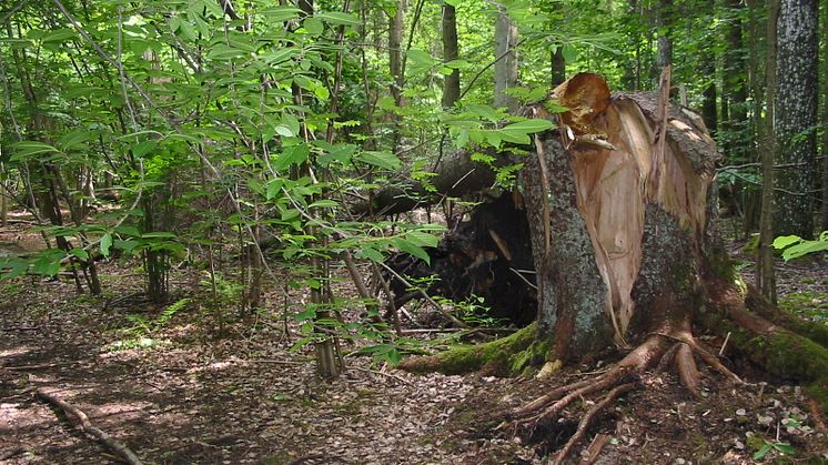 Calluna fortsätter att driva projekt EcoComp, en handelsplattform för ekologisk kompensation och naturbaserad klimatkompensation, en trovärdig och kostnadseffektiv lösning med verkliga åtgärder som gynnar biologisk mångfald i svensk natur.