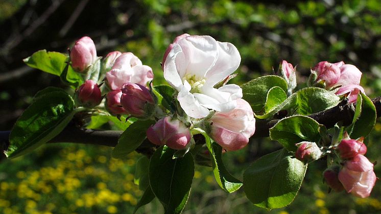 För kallt för blommor och bin