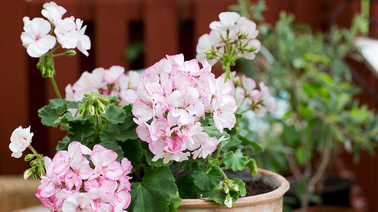 Pelargonium ´Picotee Pink´ med liv i blomman