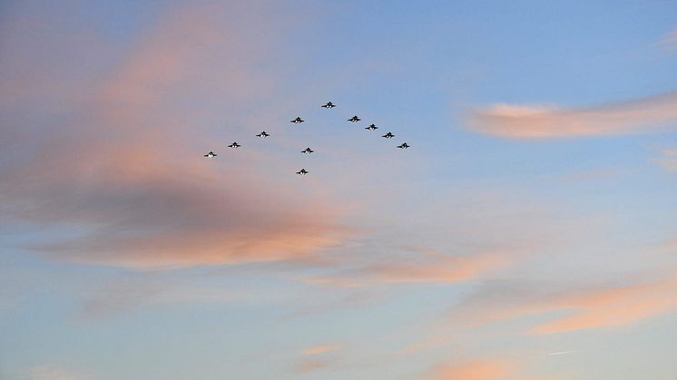 Foto: Försvarsmakten
