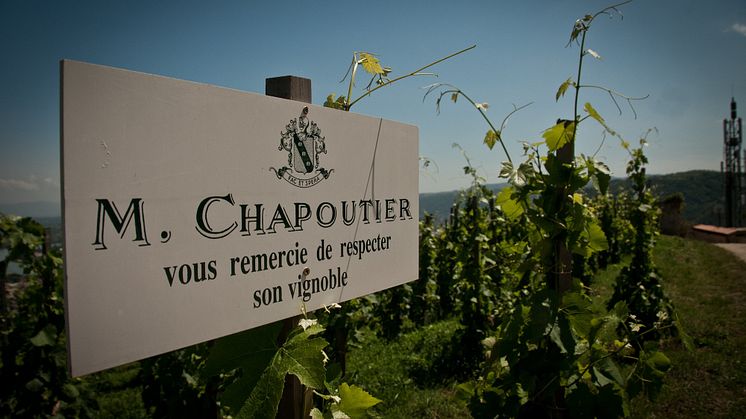 MAISON CHAPOUTIER NYSATSAR MED LIVELY WINES!