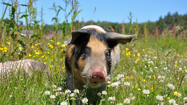Linderödsgrisens dag infaller alltid den 9 maj. Foto: matildanilsson/Pixaby