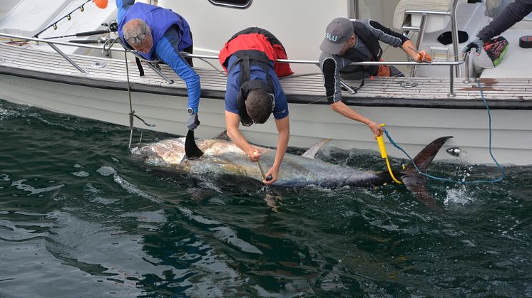 Märkning av tonfisk. Foto: Mikael Ovegård, SLU Aqua
