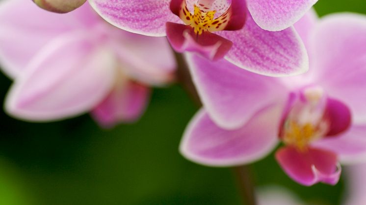 Phalaenopsis