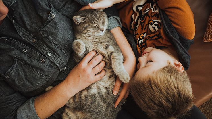 Om en upphittad katt är märkt och registrerad blir det lättare att återförena den med sin ägare. 