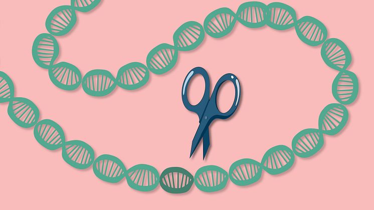 CRISPR-Cas9 är ett verktyg som kan används vid genredigering. Illustration: Mattias Pettersson/Umeå universitet