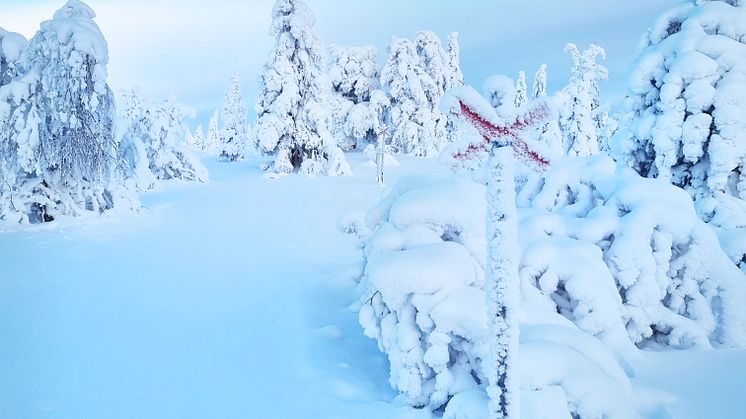 Fjällen
