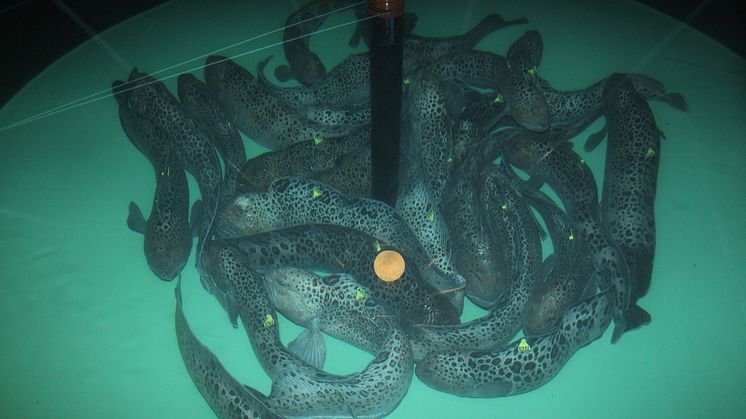 Flekksteinbiten er en sosial fisk og derfor også velegnet for oppdrett. Foto: Akvaplan-niva