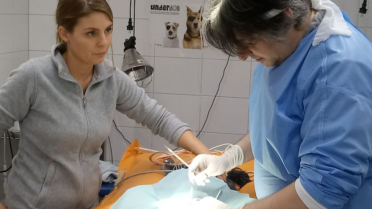 Underdog-Tierärzte Katharina Zadeh und Marco Spychala bei der OP im Düsseldorfer Tierheim