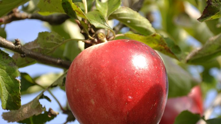 En smak för alla i årets fruktutställning