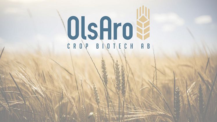 OlsAro Crop Biotech raises 5.75 MSEK to enable adaptation of farming to climate change