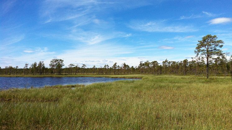 Orkidéer och annat sällsynt ska skyddas i Moras nya naturreservat 