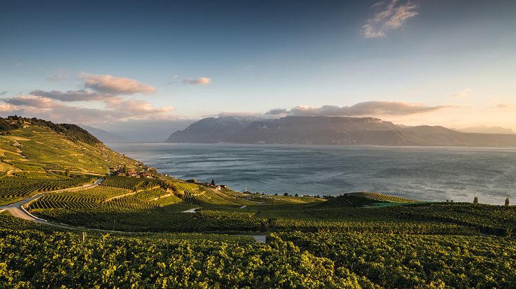Lavaux evening atmosphere