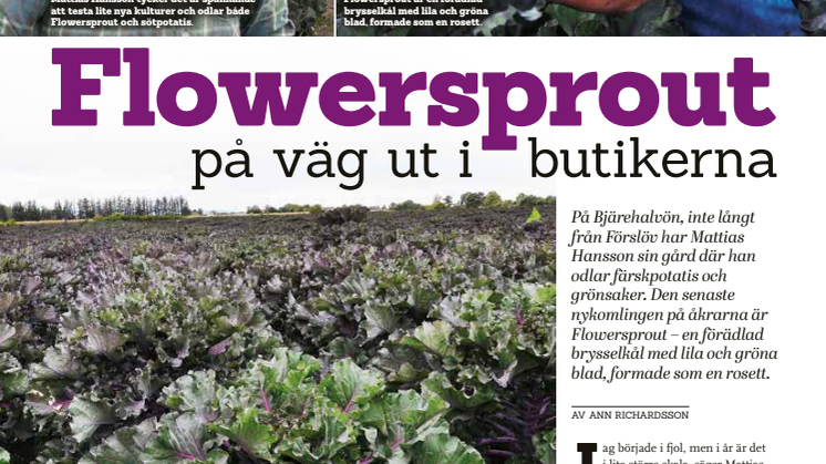Flower sproutssäsongen drar igång!