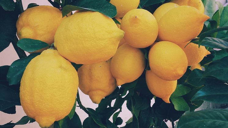 Citroner
