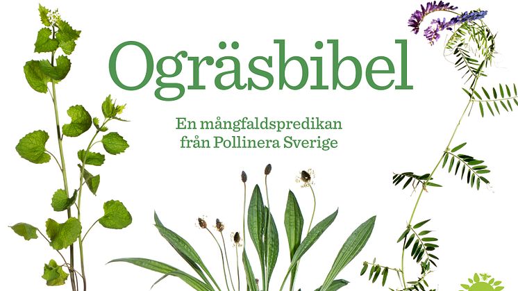 PR-bild Ogräsbibel 