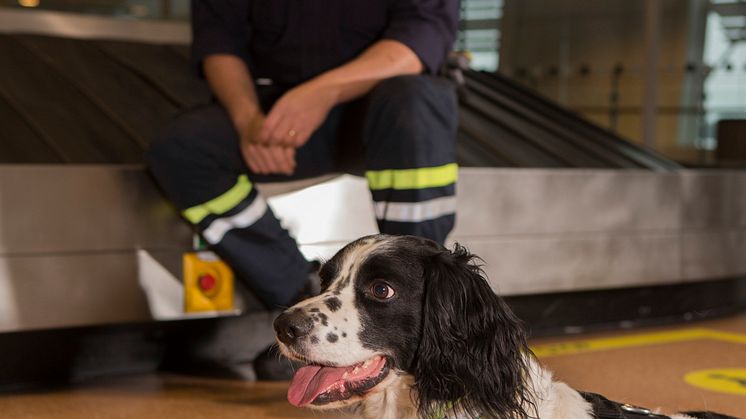 Schack är Årets narkotikasökhund