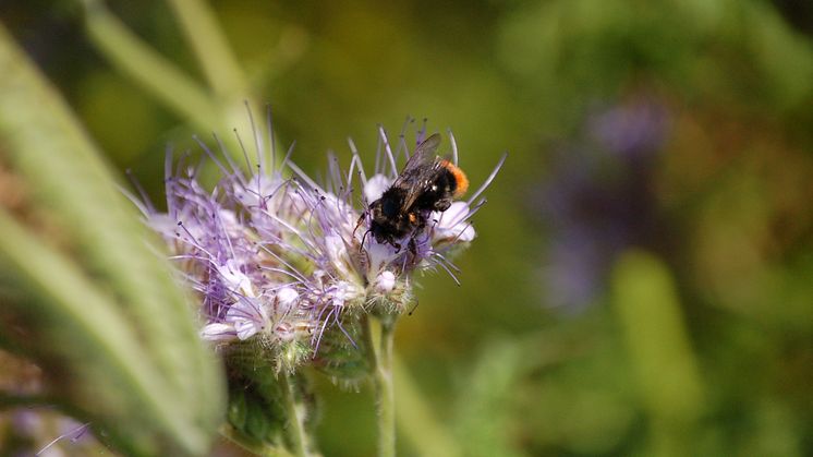 MDLZ_biodiversity