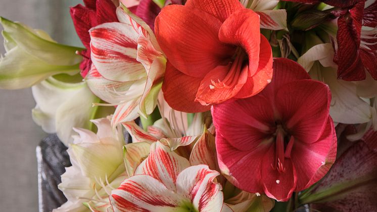 Upptäck amaryllisens stora variation av olika sorter, färger och blommor med olika teckningar. Foto: Ibulb/Blomsterfrämjandet