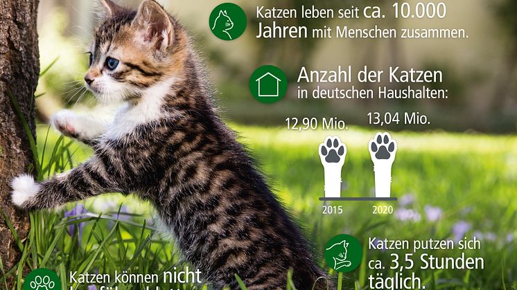 Infografik rund um den Stubentiger