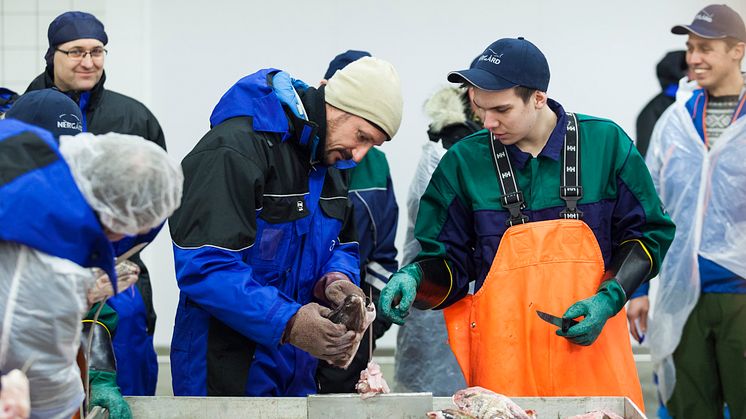 Kronprinz Haakon lässt sich das Skrei-Zungen-Schneiden natürlich nicht entgehen. Auch er erlernt die besondere Schneide-Technik von den jungen Einheimischen.