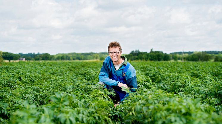 Estrellas potatisodlare, Per-Johan Påhlstorp, i den ekologiska odlingen. 