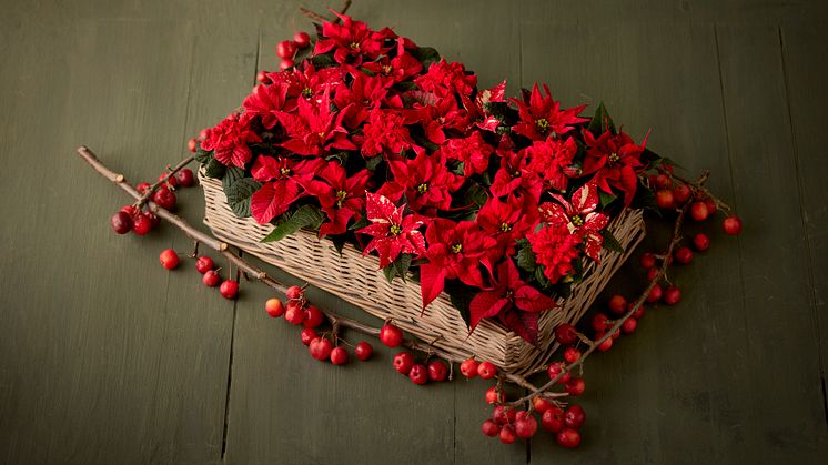 En flätad bricka med tätt packade röda julstjärnor. Ett lysande presenttips till dem som älskar det naturliga. Välj olika nyanser av röda julstjärnor med varierande bladformer för att skapa dynamik till ditt arrangemang.