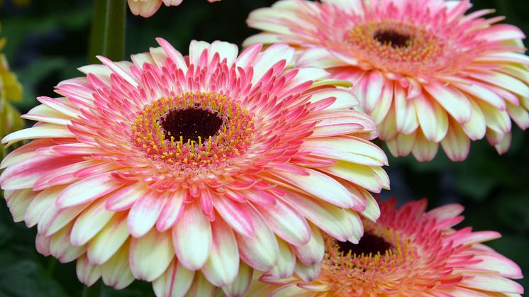Patio Gerbera