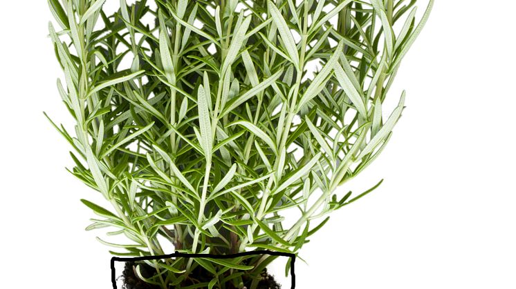 (Rosmarinus officinalis)