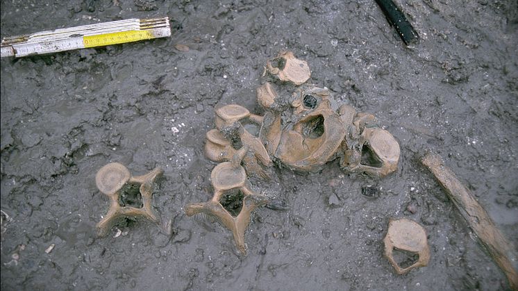 skeletal-material_korr2