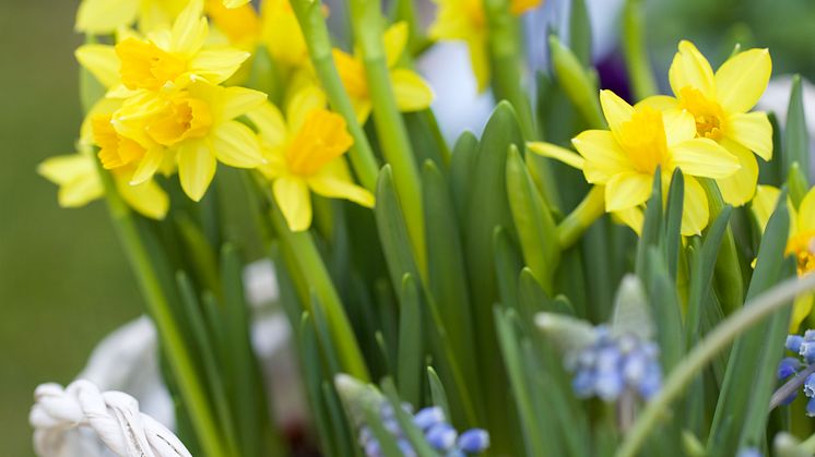 Fånga in påsken med blommor och pynt