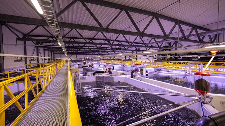 Målsettingen med prosjektet Biosikkerhet i RAS (BRAS) er bedre fiskehelse og -velferd i RAS-anlegg. (Illustrasjonsfoto: Pure Salmon Kaldnes)