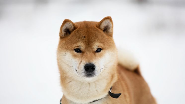 Kito - december 2015