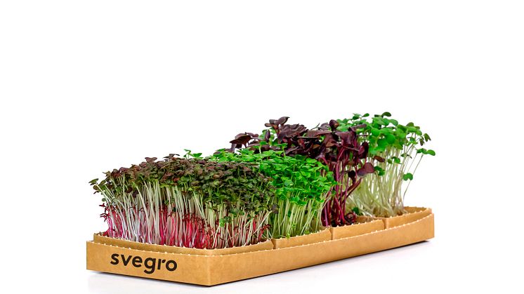 Mikrogrönt Svegro