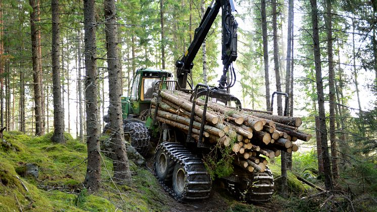 Skog i Norrköpingstrakten. Foto Holmen, Ulla-Carin Ekblom