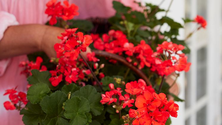 Årets Pelargon 2023 Pelargonium Moonlight Guido Foto Lina Arvidsson Blomsterfrämjandet 17