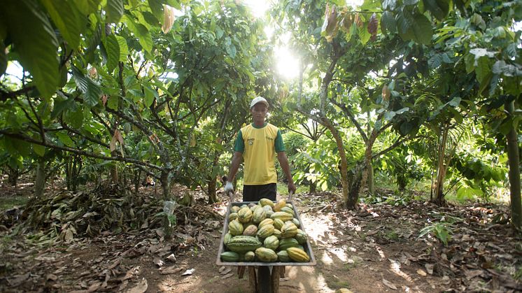 Sustainability+Cocoa+Life+Indonesia+Man+001.jpg