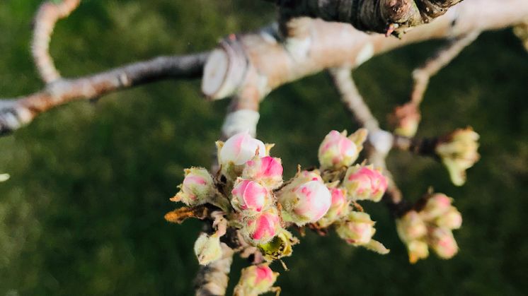 Päronträdet av sorten William i sin blomning på redaktörens koloni!
