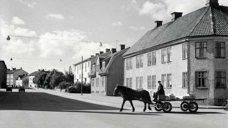 Bilder som berättar 2024 Arbetshäst.jpg