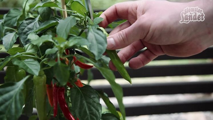 Plantera chili i kruka