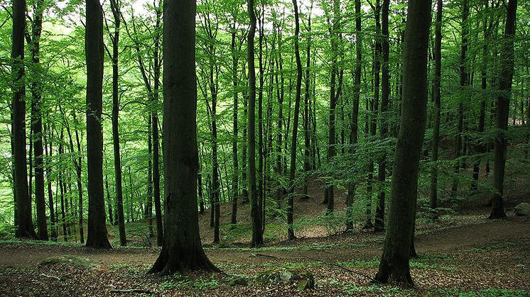 Omslagsbild till Skogsdata 2023. Bokskog vid Skäralid, Söderåsens nationalpark i Skåne. Foto: Ola Borin, SLU