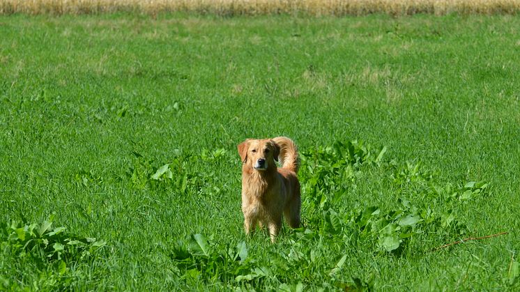 Ta hand om hunden i sommar