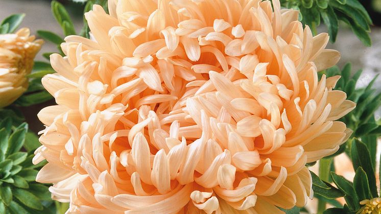 BL_Sommaraster-Duchesse Apricot_327699
