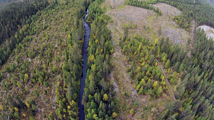 Naturhänsyn fungerar: Sparad strandskog gynnar mångfald