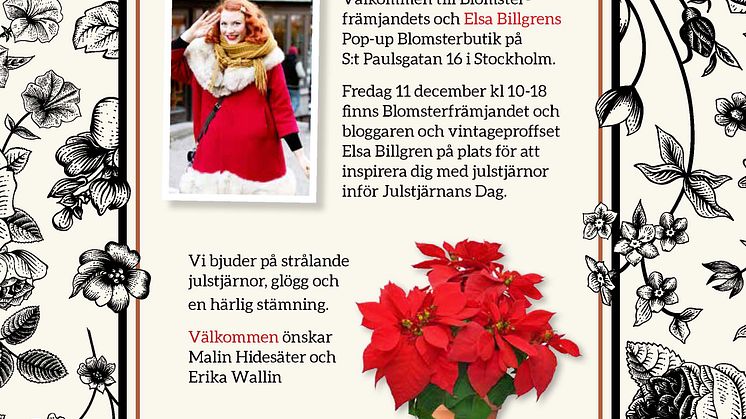 Välkommen till Elsa Billgrens och Blomsterfrämjandets pop-up butik med strålande julstjärnor