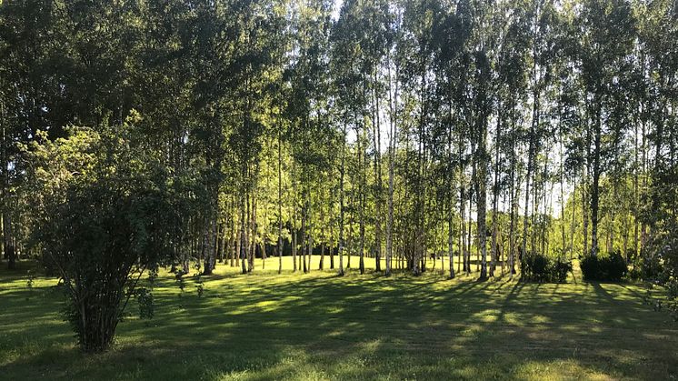 Järva DiscGolfPark