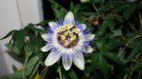 Passionsblomman veckans växt i påsk
