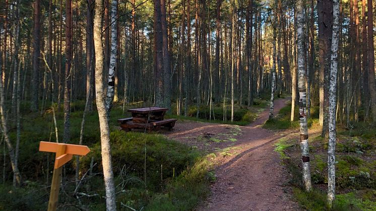 Rastplats vid Molkomsmossens vandringsled