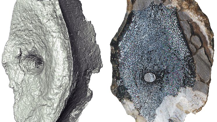 Kear etCross-section of of vertebrae 